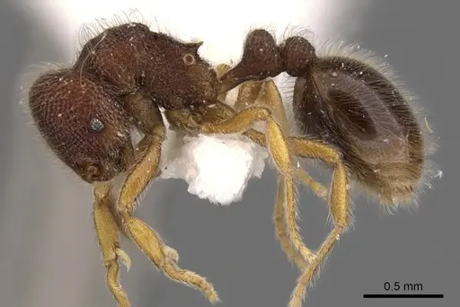 Rogeria gibba specimen