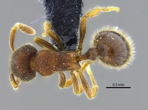 Rogeria gibba - CBUMAGENT40425