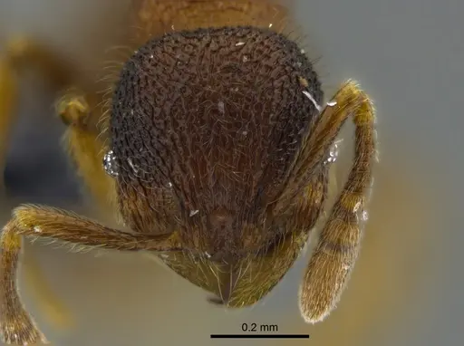 Rogeria gibba - CBUMAGENT40425