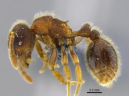 Rogeria gibba - CBUMAGENT40425