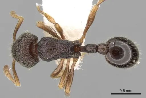 Rogeria inermis specimen