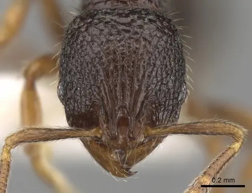 Rogeria inermis specimen