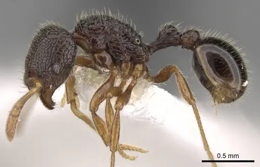 Rogeria inermis specimen