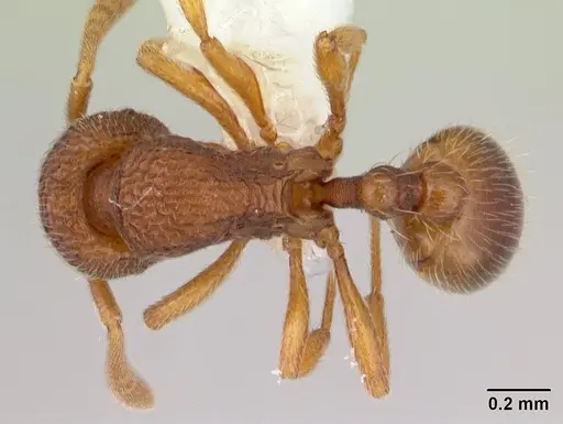 Rogeria innotabilis specimen