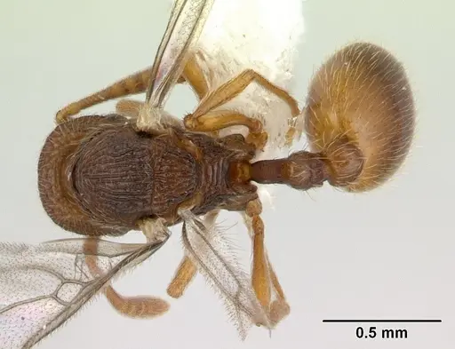 Rogeria innotabilis - CASENT0603513