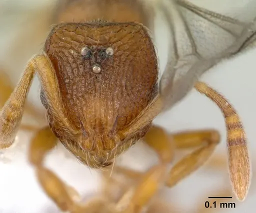 Rogeria innotabilis - CASENT0603513