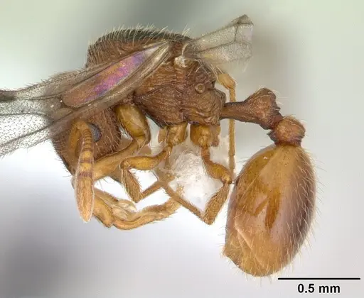 Rogeria innotabilis - CASENT0603513