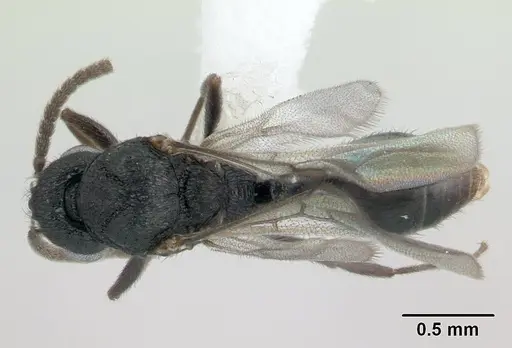 Rogeria innotabilis - CASENT0603514