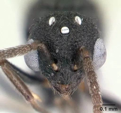 Rogeria innotabilis - CASENT0603514