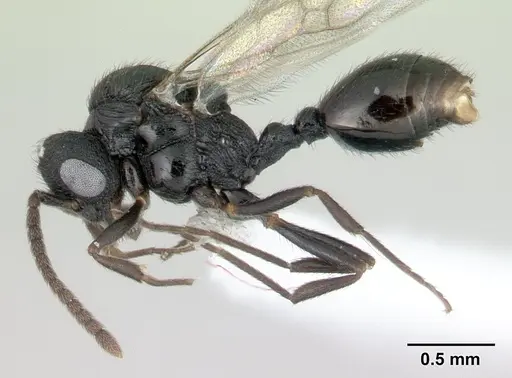 Rogeria innotabilis - CASENT0603514