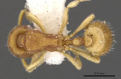 Rogeria innotabilis - CASENT0900958