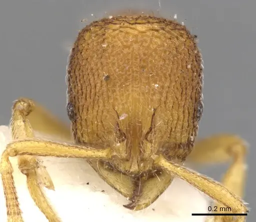 Rogeria innotabilis - CASENT0900958