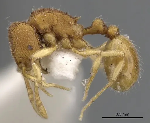 Rogeria innotabilis - CASENT0900958