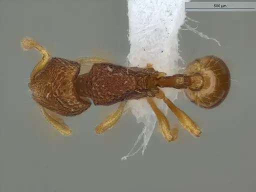 Rogeria innotabilis - ECOFOG-CSG15-0079-19