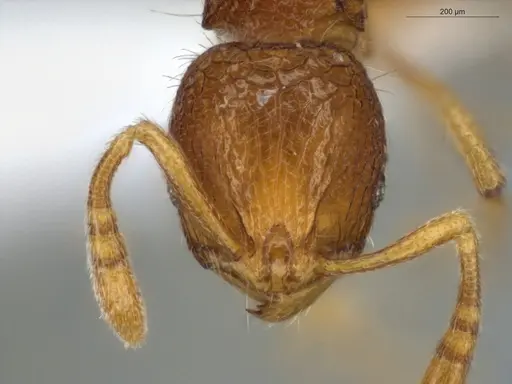 Rogeria innotabilis - ECOFOG-CSG15-0079-19