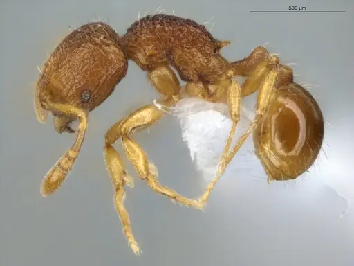 Rogeria innotabilis - ECOFOG-CSG15-0079-19