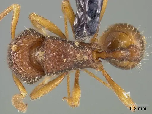 Rogeria innotabilis - USNMENT00445637