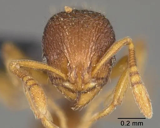 Rogeria innotabilis - USNMENT00445637