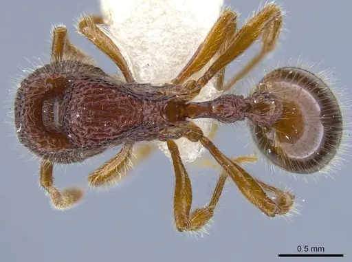 Rogeria lacertosa specimen