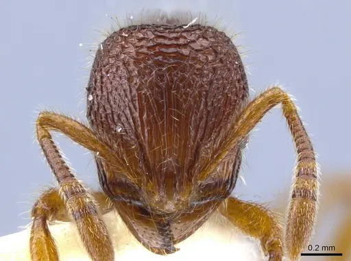 Rogeria lacertosa specimen