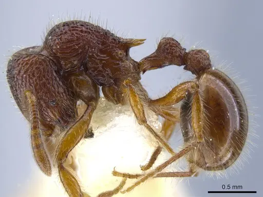 Rogeria lacertosa specimen