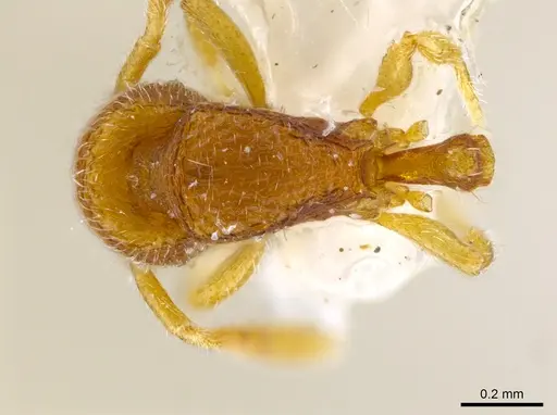 Rogeria leptonana specimen