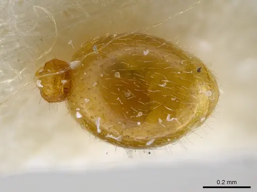 Rogeria leptonana specimen