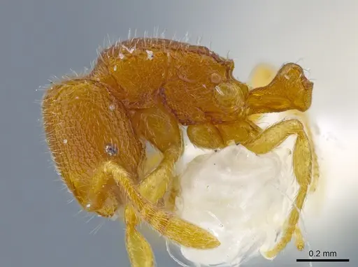 Rogeria leptonana - MCZ-ENT00649712