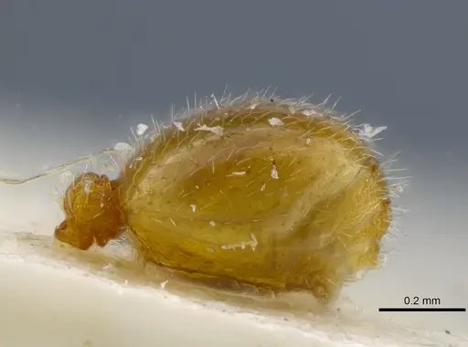 Rogeria leptonana - MCZ-ENT00649712