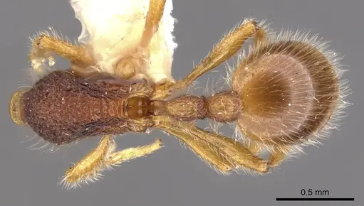 Rogeria lirata specimen