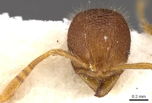 Rogeria lirata specimen