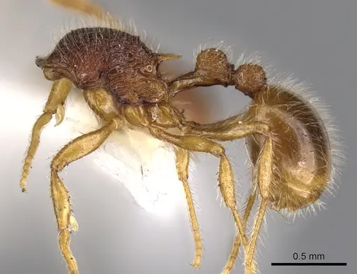 Rogeria lirata specimen