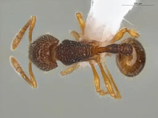 Rogeria lirata - ECOFOG-GAL18-0008-17