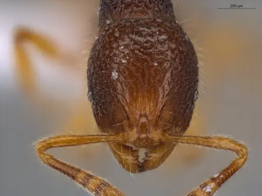 Rogeria lirata - ECOFOG-GAL18-0008-17