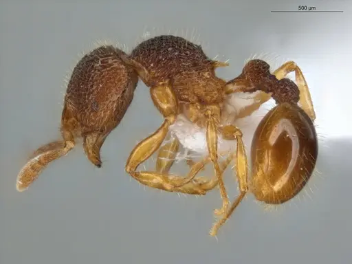 Rogeria lirata - ECOFOG-GAL18-0008-17