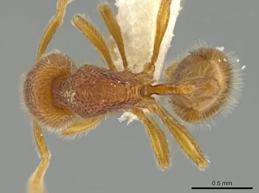 Rogeria lirata - JTLC000015173