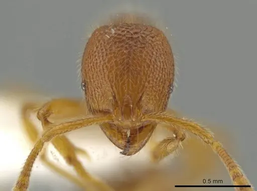 Rogeria lirata - JTLC000015173