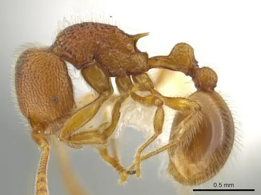 Rogeria lirata - JTLC000015173