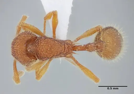 Rogeria lirata - UFV-LABECOL-000774