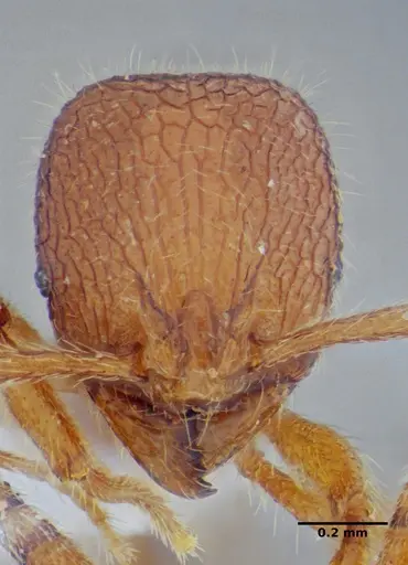 Rogeria lirata - UFV-LABECOL-000774