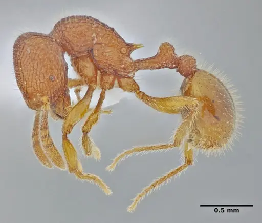 Rogeria lirata - UFV-LABECOL-000774