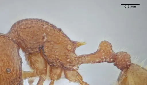 Rogeria lirata - UFV-LABECOL-000774