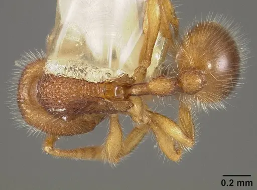 Rogeria lirata - USNMENT00442161