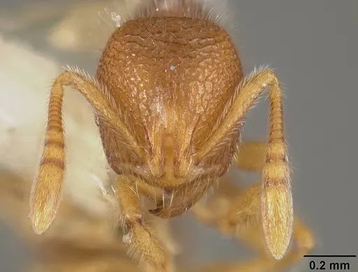 Rogeria lirata - USNMENT00442161