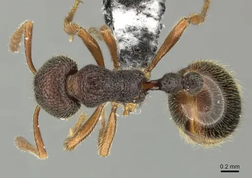 Rogeria megastigmatica specimen