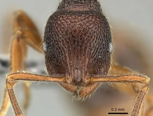 Rogeria megastigmatica specimen