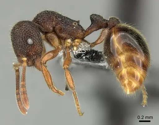 Rogeria megastigmatica specimen