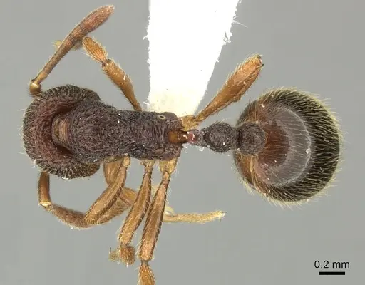 Rogeria megastigmatica - CASENT0199733