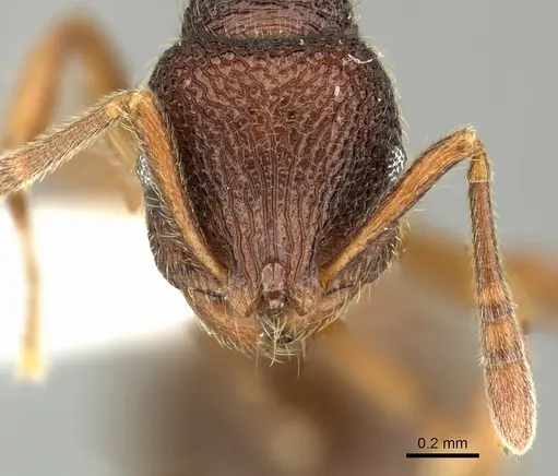 Rogeria megastigmatica - CASENT0199733