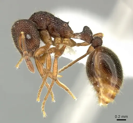 Rogeria megastigmatica - CASENT0199733